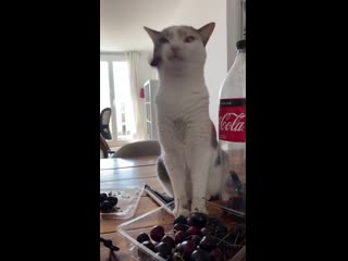 Тупик (vhs video)