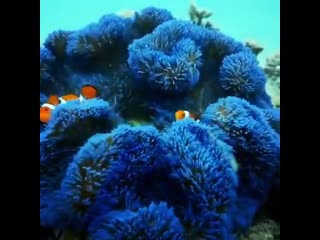 Beautiful electric blue anemone with a few clownfishes in it