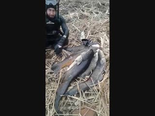 Нормальный улов