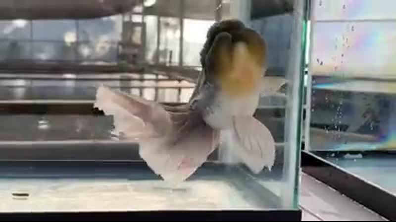 Yuk belajar jenis ranchu yg sangat jarang di jumpa mp4