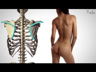 Proko «figure drawing fundamentals» (part 12/42)