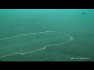This wavy sheet of nothingness is actually a "baby moray eel"