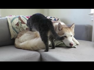 Cat gives this husky a massage before settling down for a nap