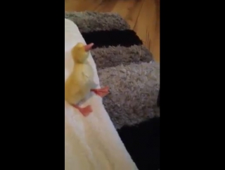 Little duckling enjoying the hairdryer