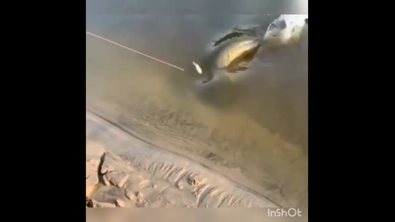 Это даже не щука мамка, а бабушка! крокодила поймали!!! 'nj lf;t yt oerf vfvrf, f,f,eirf! rhjrjlbkf gjqvfkb!!!