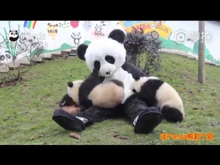 Keeper wears panda costume to interact with cubs to protect them from human attachment