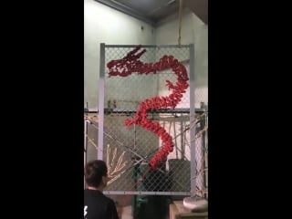 Kinokos dragon rope art