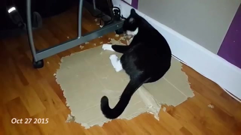Кот которому нравится уничтожать картонные коробки
