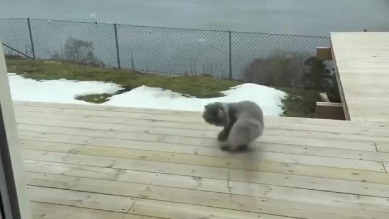 Кот не ожидал такой подставы