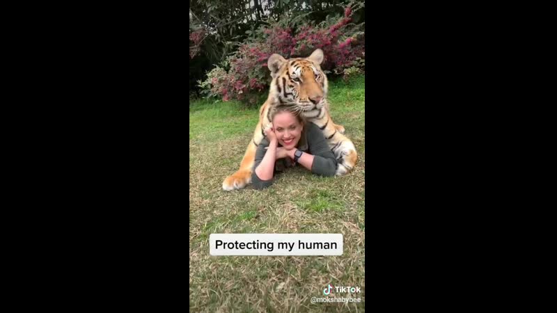 Молодые порно тигр лев секс