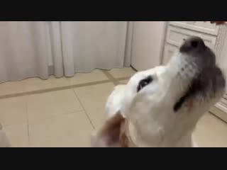 Собакам нравится!!!!