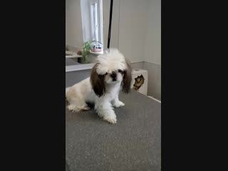 Androvid join 7113 mp4