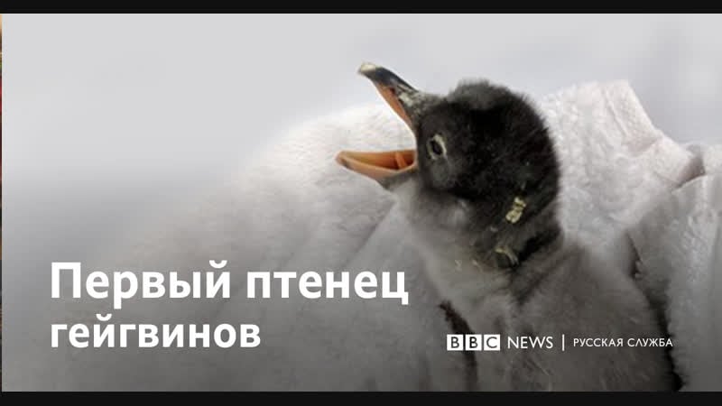 Пингвины геи воспитали пингвиненка