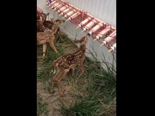 Пятнистые милашки [жю]