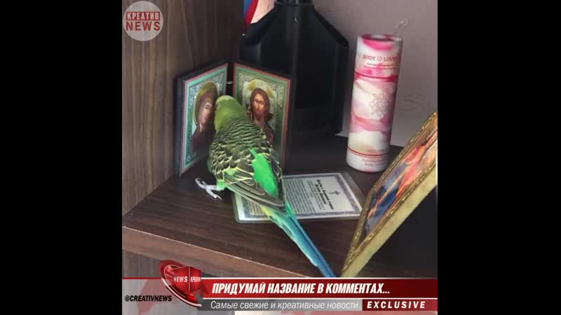 Придумай название в комментах mp4