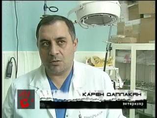 Котенка замучили до пулу смерти