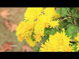 🍁 colors of autumn in kashmir 🍁 цвета осени в кашмире 🍁