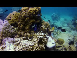 Молодой помакантус | дайвинг в паттайе