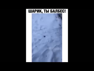 Шарик, ты балбес!