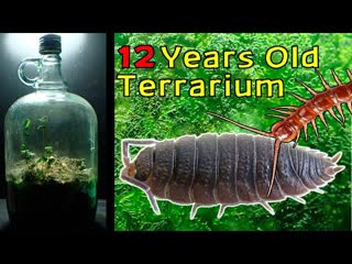 12 year old terrarium life inside a closed jar, over a decade in isolation