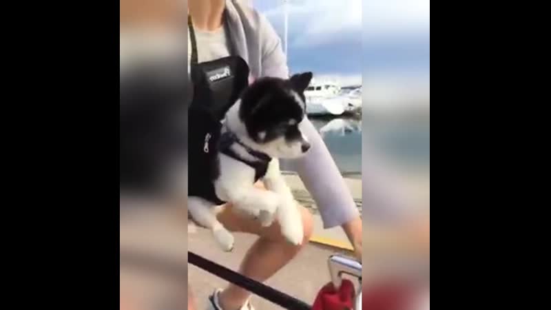 Песик возомнил себя велогонщиком!