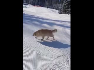 Сейчас бы так, а не вот это вот всё r/#animalsbeingderps
по многочисленным просьбам удалили грустный <