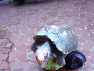 Самец черепахи использует мячик в качестве секс игрушки