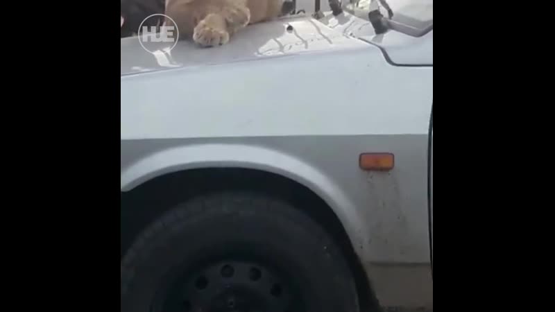 Под сургутом прогулялся львёнок без намордника