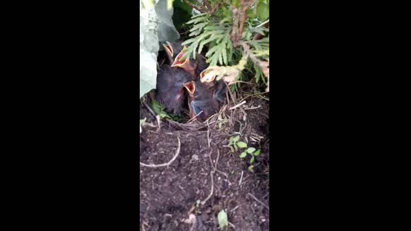 Маленькие попрошайки