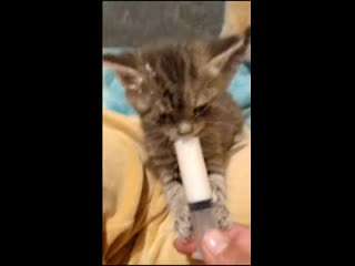 Hangry kitten goin boss mode during feeding time