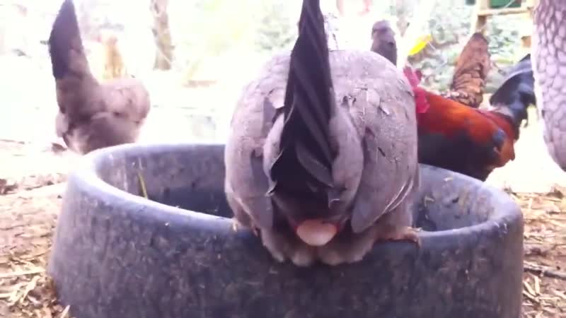 Курица porn video – Как курица нес т яйца (720p) mp4