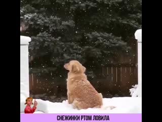 Снежинки ртом ловила