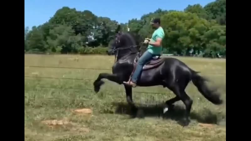 Фризская порода лошадей одна из наиболее древних, выведенная в фрисландии
