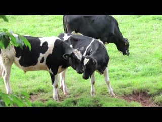 Porn cow videos with mooing sound / cows mooing / мычание коровы