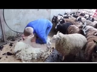 Sheep shearing