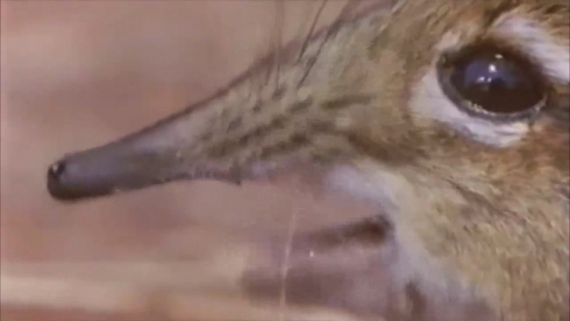 Покажи мне свой боевой оскал