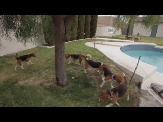 Бигли, спасенные из лаборатории