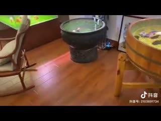 Kevin li the home of goldfish addict is like thi mp4