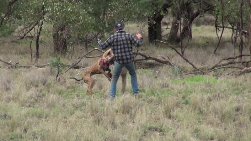 Мужик дал по ебалу кенгуру