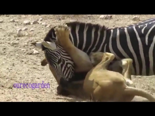 Lions vs zebra! watch online