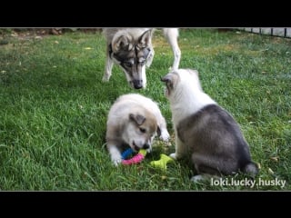 Локи знакомится с сыном тором и дочкой фрейей
