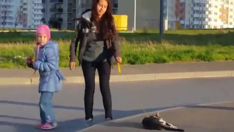 Домосед 99 лвла