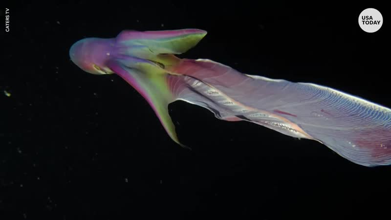 Rare rainbow blanket octopuses caught on camera in the phillippines