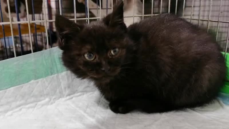 Новенький домовенок