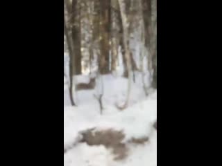 Встреча с волком