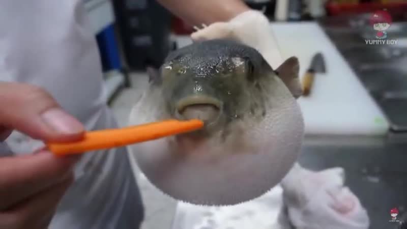 Pufferfish porn video – Pufferfish eats carrot (full video)