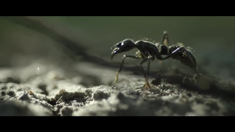 Nutrilite живая почва