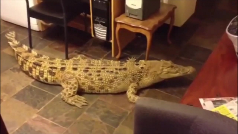 Кормление крупного крокодила на кухне