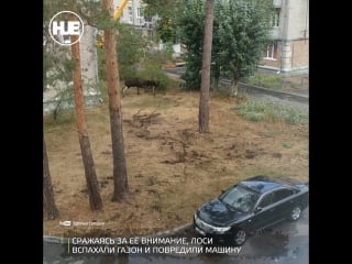 Во дворе жилого дома произошла битва двух лосей