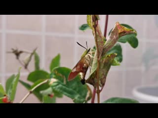 Видео от lepidoptera livestock bank